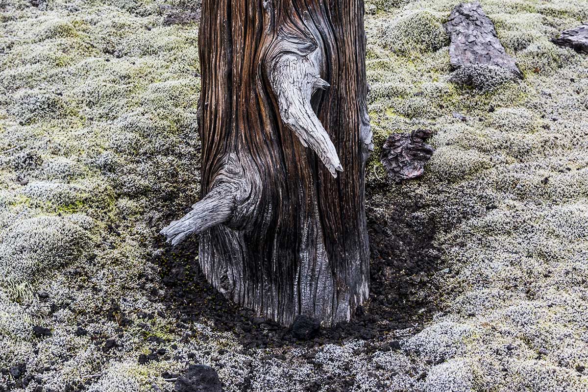 Der Tolbatschik-Vulkan in Russland zerstörte beim Ausbruch in den 1970er-Jahre die Vegetation grossflächig. Zurück blieben abgestorbene Baumstümpfe. Das Gebiet ist auch unter dem Namen «Toter Wald» bekannt. Foto: Keystone-SDA/mauritius images/Udo Bernhart Der Tolbatschik-Vulkan in Russland zerstörte beim Ausbruch in den 1970er-Jahre die Vegetation grossflächig. Zurück blieben abgestorbene Baumstümpfe. Das Gebiet ist auch unter dem Namen «Toter Wald» bekannt. Foto: Keystone-SDA/mauritius images/Udo Bernhart