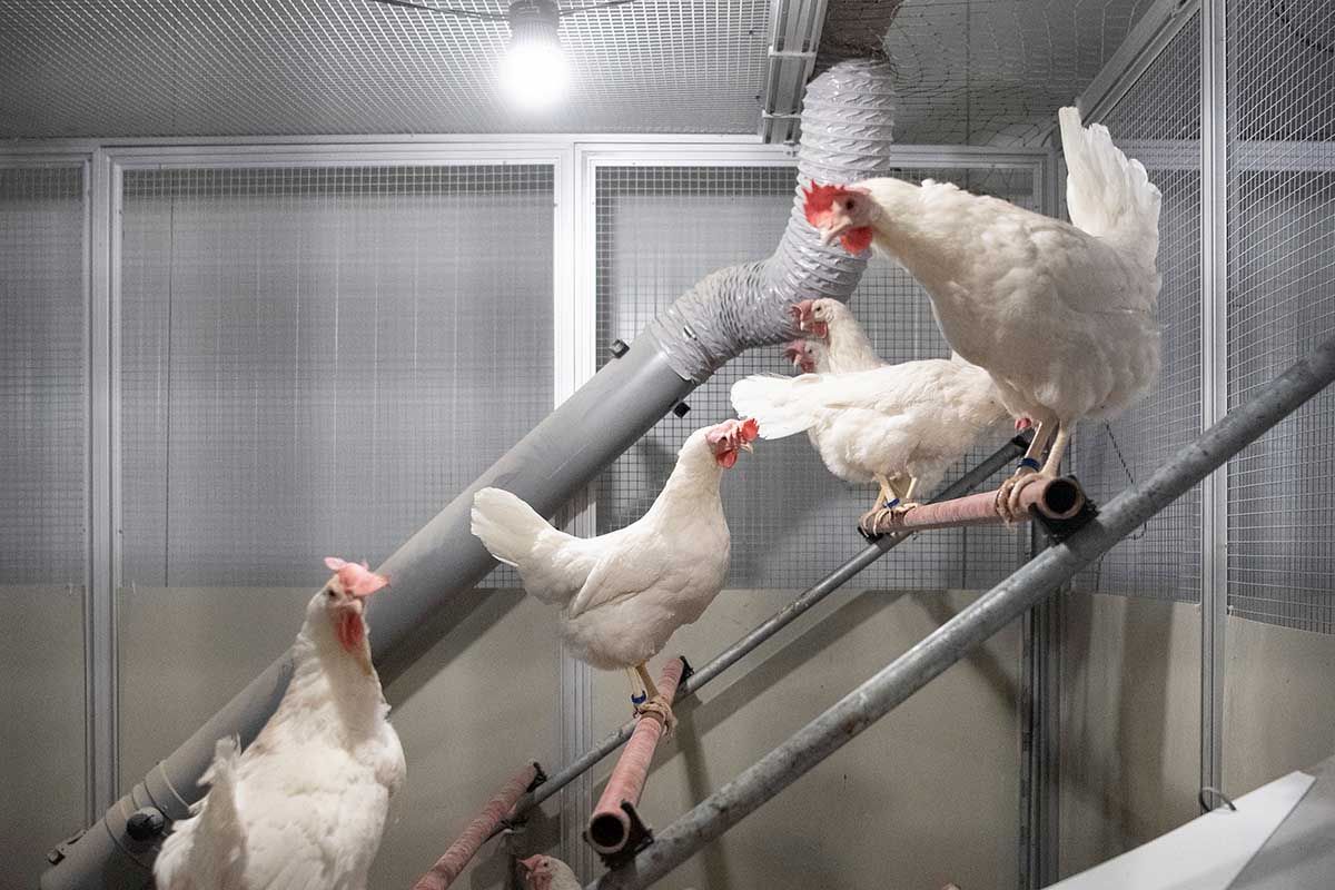 Hühner sitzen am 29. November 2018 auf Stangen in einem Forschungsstall für tiergerechte Haltung von Geflügel und Kaninchen vom Bundesamt für Lebensmittelsicherheit und Veterinärwesen und der Universität Bern in Zollikofen. Foto: Keystone-SDA / Peter Schneider. 